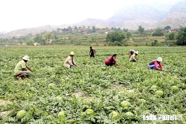 对于短视频、直播电商和社交电商的风口，你怎样看