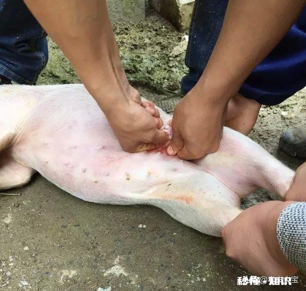 母猪结扎后生长快吗