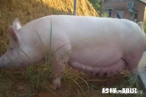 母猪结扎后生长快吗