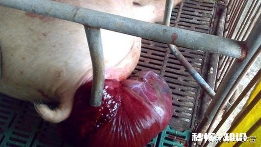 母猪结扎后生长快吗