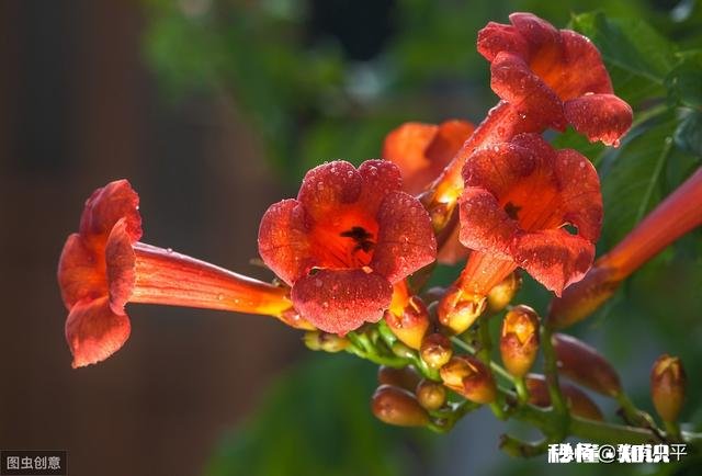 凌霄花压枝条后什么时候移栽