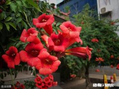 凌霄花压枝条后什么时候移栽