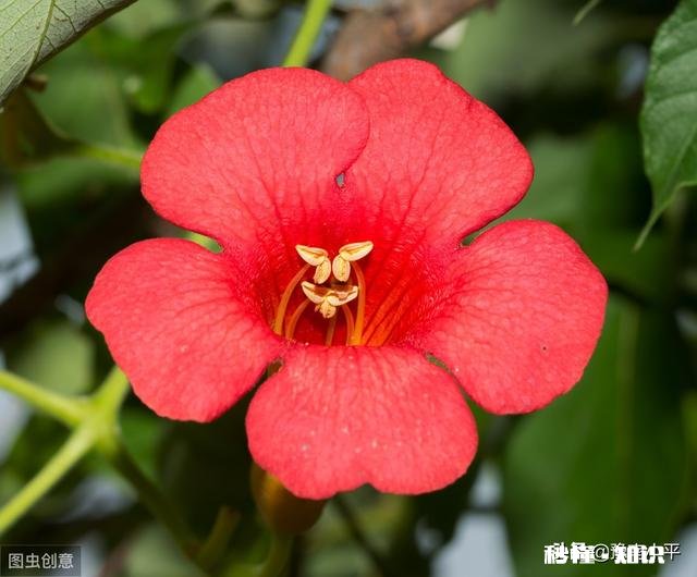 凌霄花压枝条后什么时候移栽