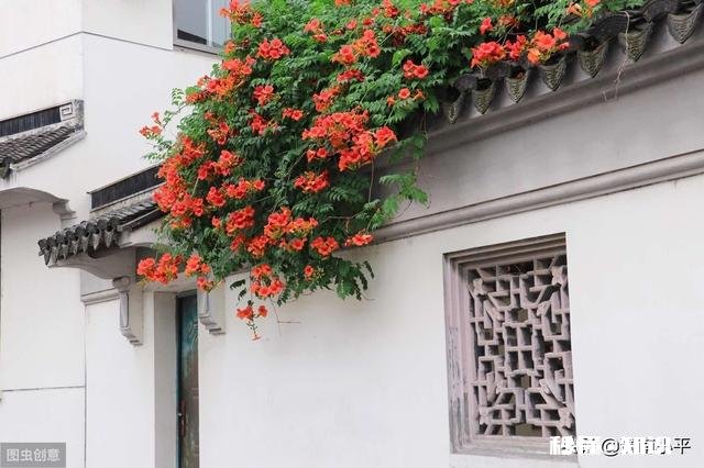 凌霄花压枝条后什么时候移栽