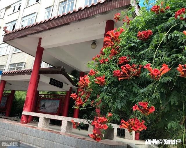 凌霄花压枝条后什么时候移栽