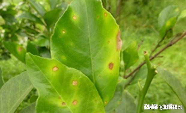 冬季脐橙大量掉叶是什么原因