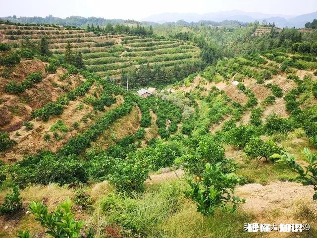 冬季脐橙大量掉叶是什么原因