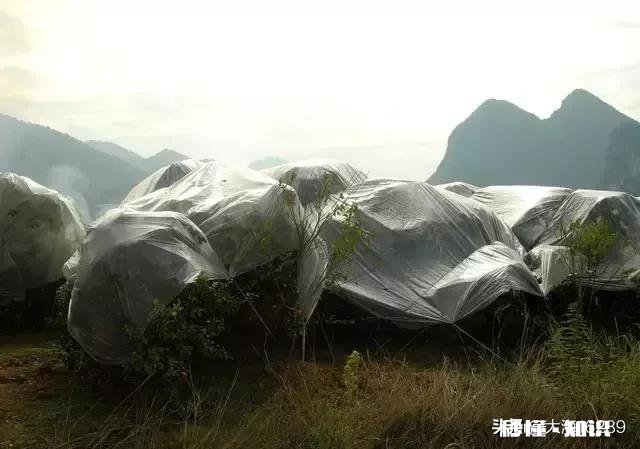 冬季脐橙大量掉叶是什么原因