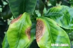 冬季脐橙大量掉叶是什么原因