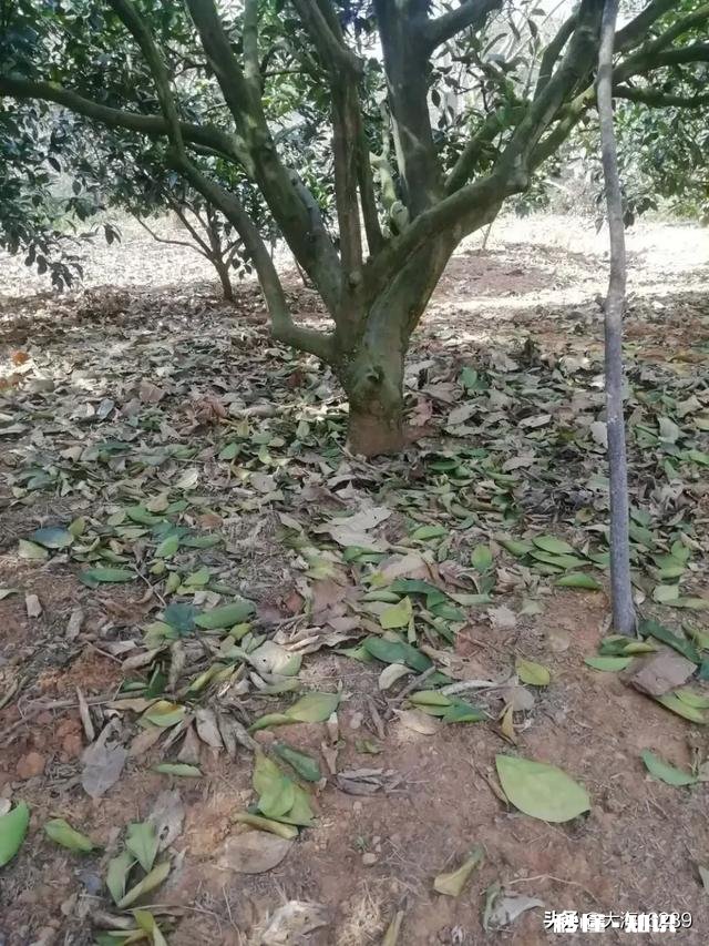 冬季脐橙大量掉叶是什么原因