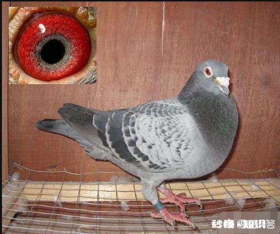 我想养鸽子，请问鸽舍怎么样修建，什么样的鸽子窝更好