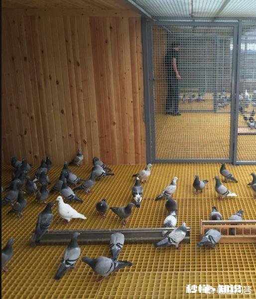 我想养鸽子，请问鸽舍怎么样修建，什么样的鸽子窝更好