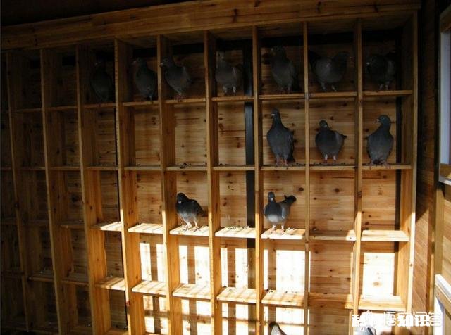 我想养鸽子，请问鸽舍怎么样修建，什么样的鸽子窝更好