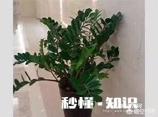 草木灰对金钱树切口能起到消毒作用吗