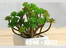 草木灰对金钱树切口能起到消毒作用吗