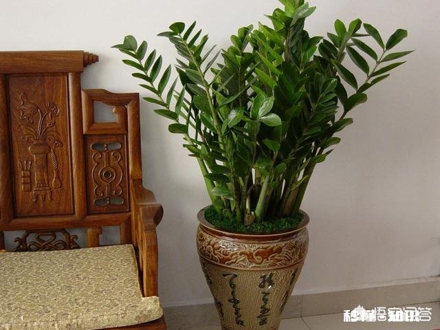 草木灰对金钱树切口能起到消毒作用吗