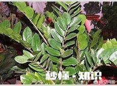 草木灰对金钱树切口能起到消毒作用吗