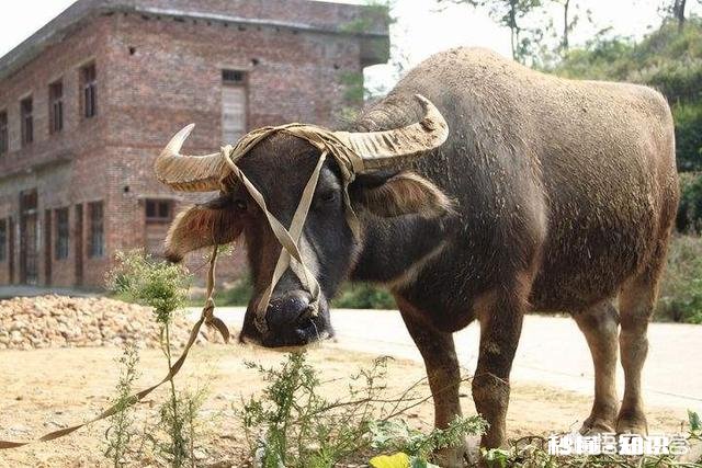 在农村买瘦弱老牛催肥卖，有出路嘛
