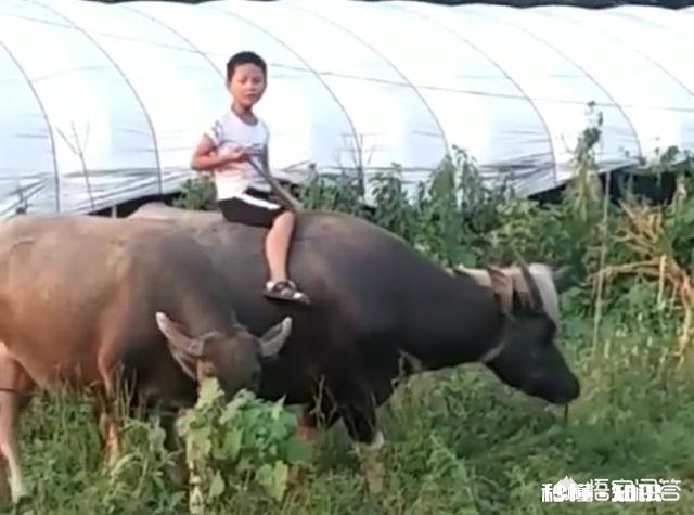 在农村买瘦弱老牛催肥卖，有出路嘛