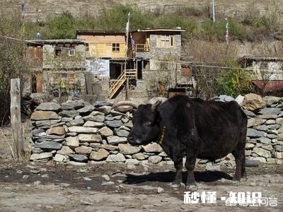 在农村买瘦弱老牛催肥卖，有出路嘛