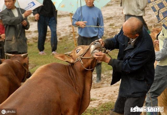 在农村买瘦弱老牛催肥卖，有出路嘛
