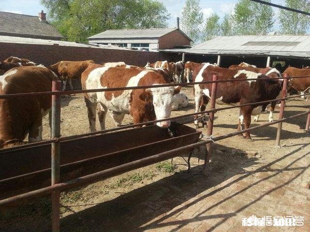 在农村买瘦弱老牛催肥卖，有出路嘛
