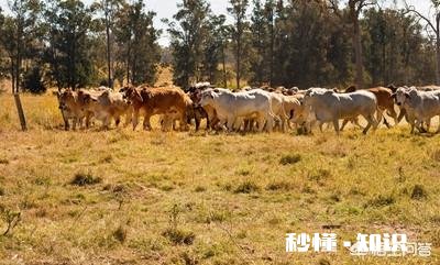 在农村买瘦弱老牛催肥卖，有出路嘛