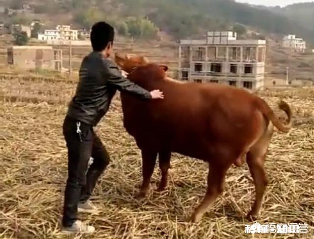 在农村买瘦弱老牛催肥卖，有出路嘛