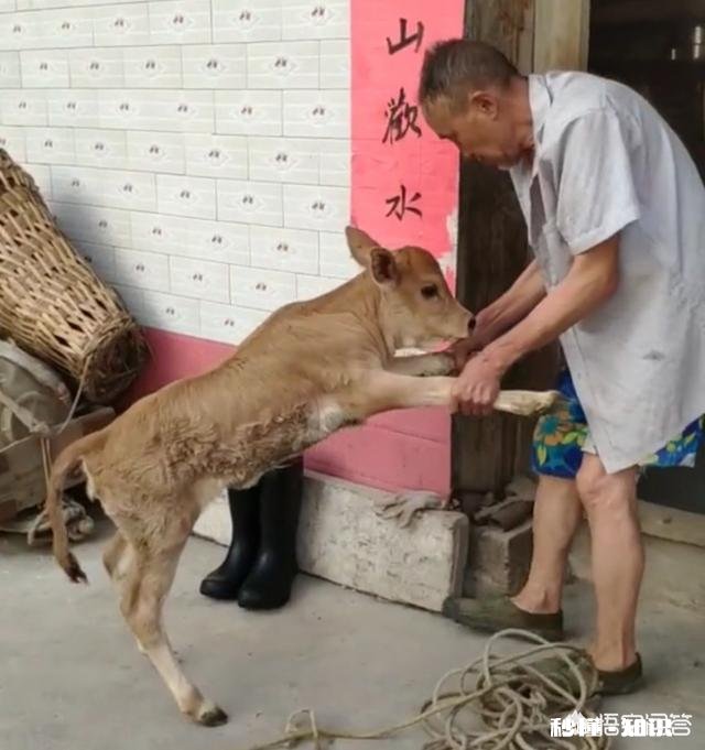 在农村买瘦弱老牛催肥卖，有出路嘛