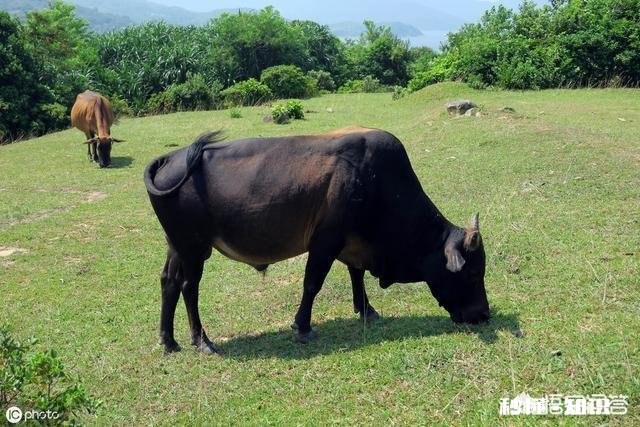 在农村买瘦弱老牛催肥卖，有出路嘛