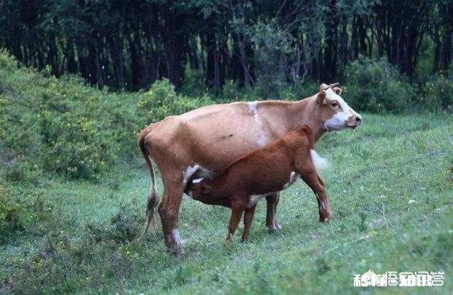 在农村买瘦弱老牛催肥卖，有出路嘛