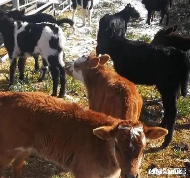 在农村买瘦弱老牛催肥卖，有出路嘛