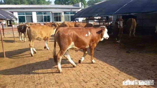 在农村买瘦弱老牛催肥卖，有出路嘛