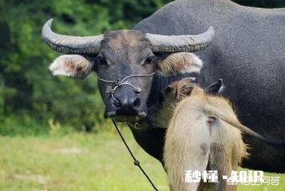 在农村买瘦弱老牛催肥卖，有出路嘛