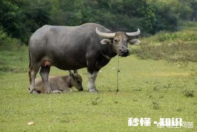 在农村买瘦弱老牛催肥卖，有出路嘛