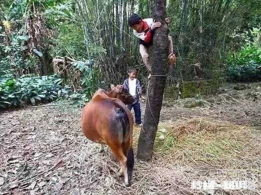 在农村买瘦弱老牛催肥卖，有出路嘛