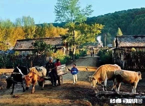 在农村买瘦弱老牛催肥卖，有出路嘛