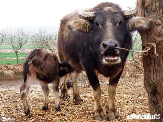 在农村买瘦弱老牛催肥卖，有出路嘛