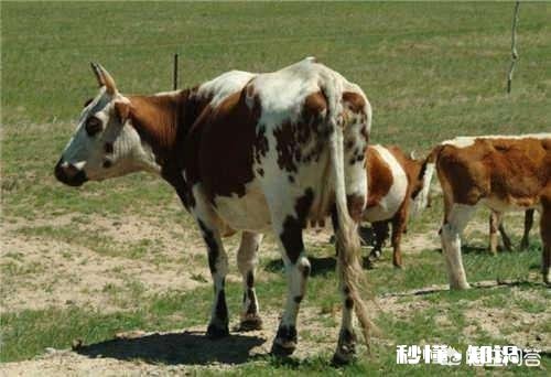 在农村买瘦弱老牛催肥卖，有出路嘛