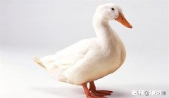 养白鸭的成本和利润如何