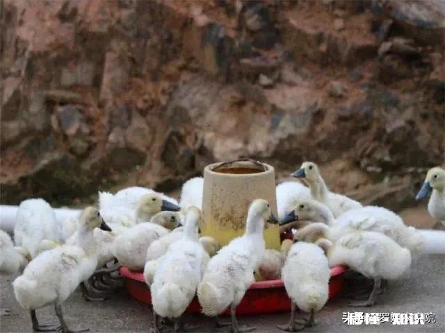 养白鸭的成本和利润如何