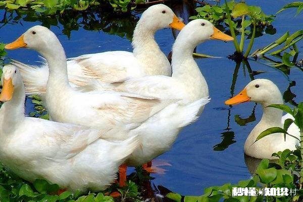 养白鸭的成本和利润如何