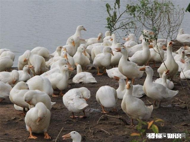 养白鸭的成本和利润如何