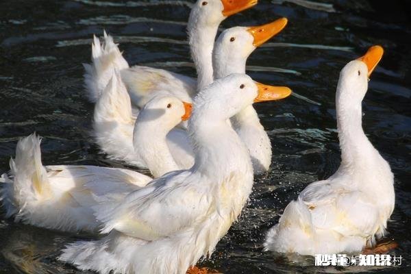 养白鸭的成本和利润如何