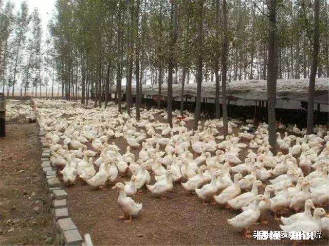 养白鸭的成本和利润如何