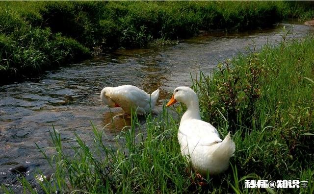 养白鸭的成本和利润如何