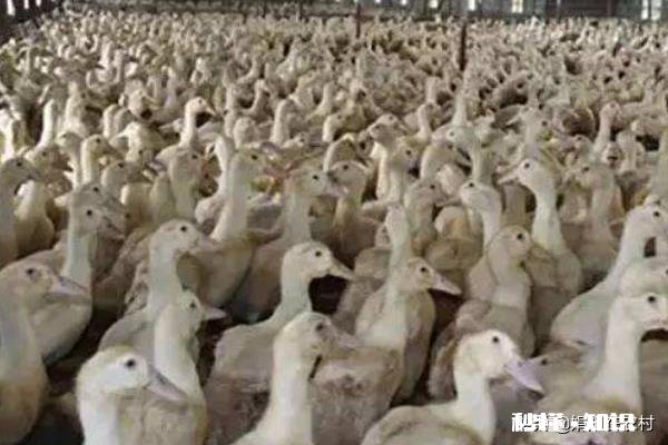 养白鸭的成本和利润如何