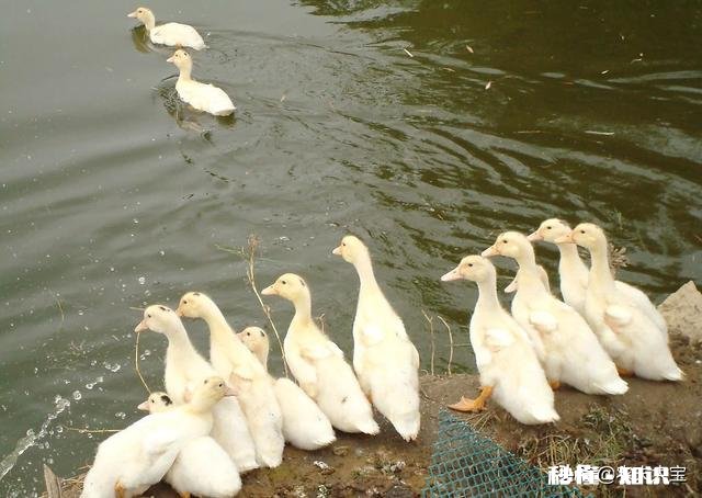 养白鸭的成本和利润如何