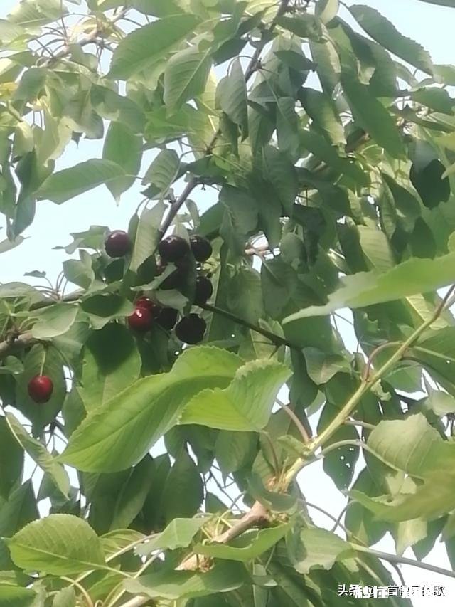 布鲁克斯和拉宾斯哪个好