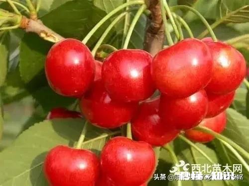 布鲁克斯和拉宾斯哪个好